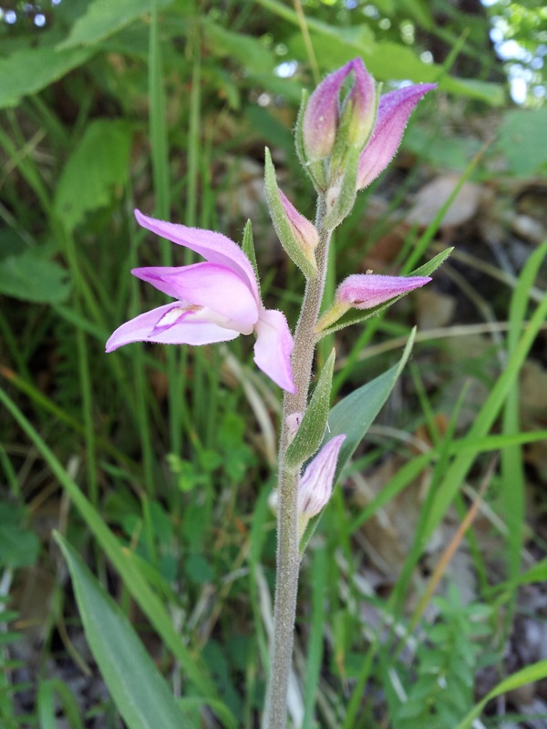 pianta da determinare - Cephalanthera rubra